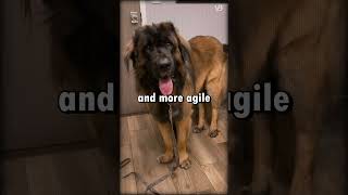 Leonberger VS Saint Bernard #shorts