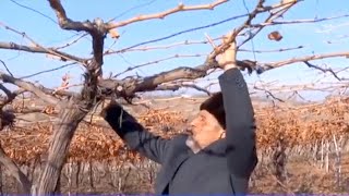 Узум токларини қишга қандай тайёрлаш керак? Андижонлик боғбон бобо сирлари | Mening bog'im