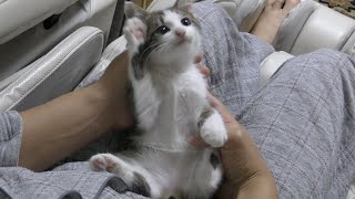 子猫をマッサージして癒される飼い主