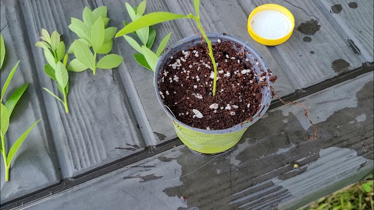 How to Propagate Softwood Blueberry Cuttings YouTube