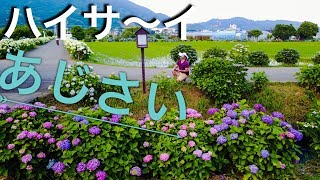 4K  神奈川『開成町あじさい祭り』ドローン 空撮 Hydrangea Drone Japan