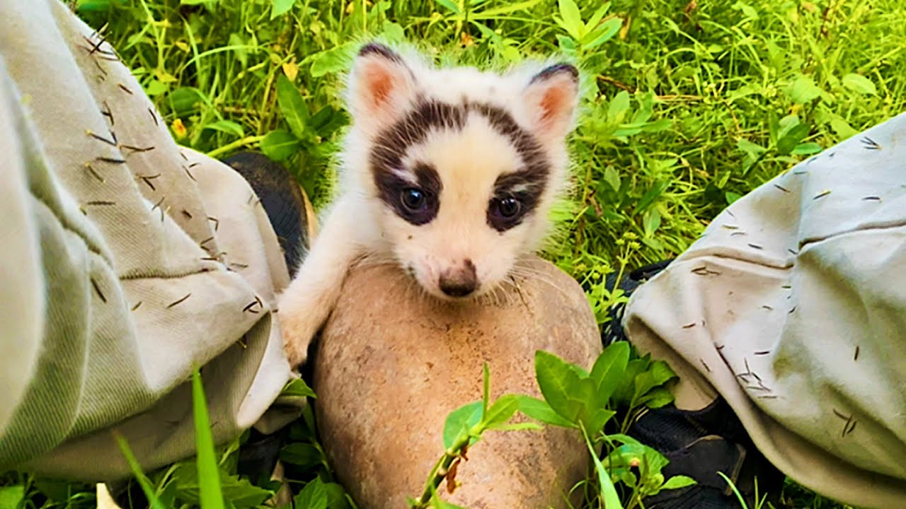 Как грустно! Лисица-мать попала в аварию и не может кормить детёнышей. 🦊💔