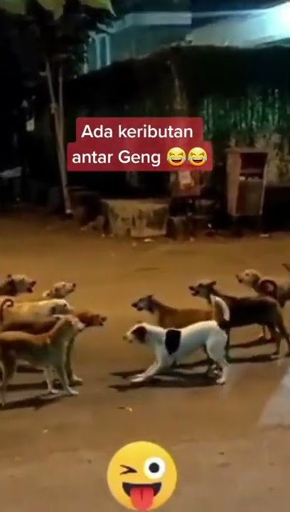 #ampun bang jago#guguk#dogy#lucu# 😅🐕👍👏