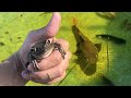 TREE FROG Gets EATEN By GIANT BASS!!