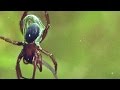 Underwater Spider Adaptations