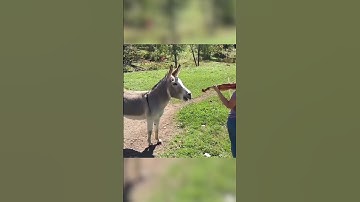 Thumbnail of Sophisticated Donkey Sings Along to Violin!