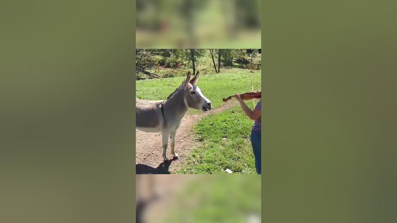 Sophisticated Donkey Sings Along to Violin! Sophisticated Donkey Sings Along to Violin!