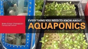 Everything You Need to Know About Aquaponics