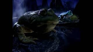 Bud Light UK Bud Light Frogs 1080p
