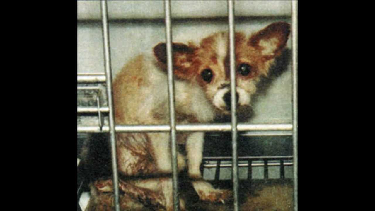 animal cruelty prevention