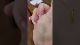 Rehoming a tomato hornworm @TrevorMorgan