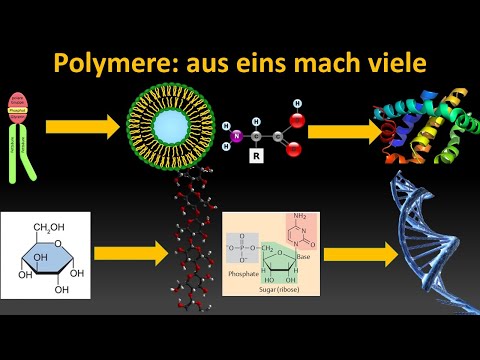 Video: Was ist die Monomereinheit von DNA und RNA?