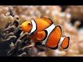 ¿Por qué el pez payaso es naranja?