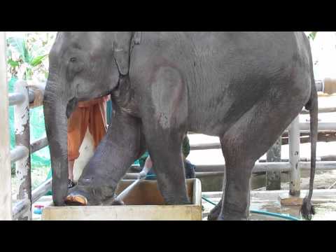 Elephant victim of landmine