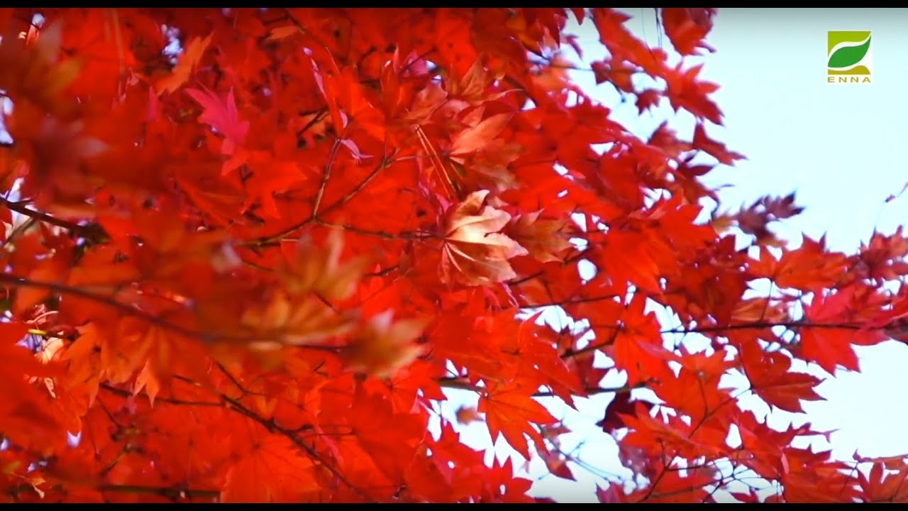 行ってよかった 塩原の紅葉 那須塩原市塩原温泉のおすすめスポット6選 Youtube 行ってよかった 塩原の紅葉 那須塩原市塩原温泉のおすすめスポット6選 Youtube