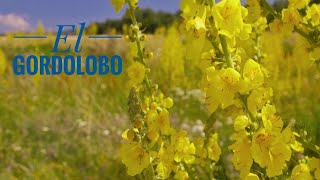 Plantas de Uso Tradicional 2: El GORDOLOBO (Verbascum sp)