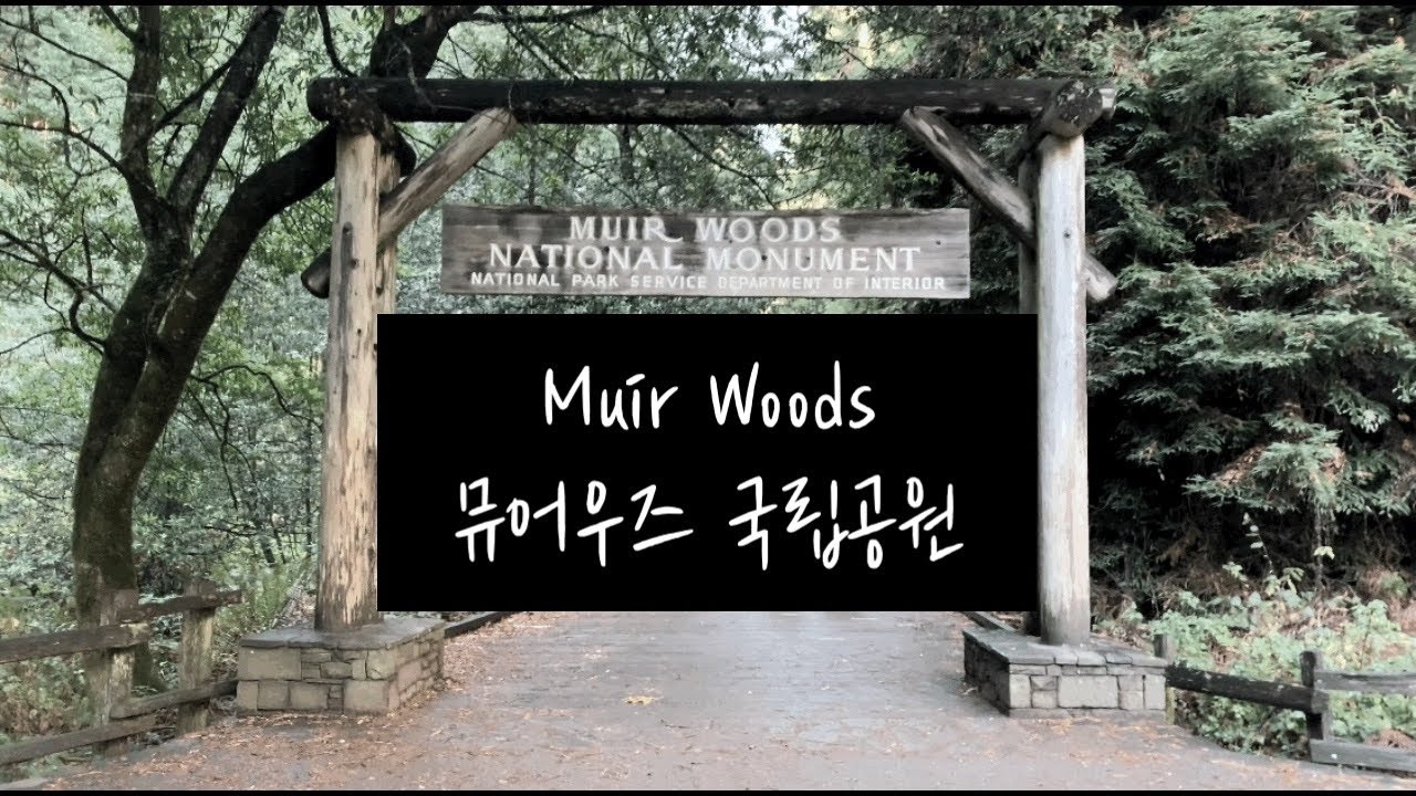 [미국일상] 샌프란시스코 근교 나들이, 뮤어우즈 국립공원, 영화 ‘혹성탈출’ 촬영지, 미국 주말 브이로그, Muir Woods National Monument, Redwood