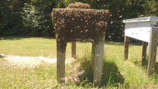 Bees Unswarming - What Happens When The Queen Cant Fly - Have You Ever Seen Them Come Back?