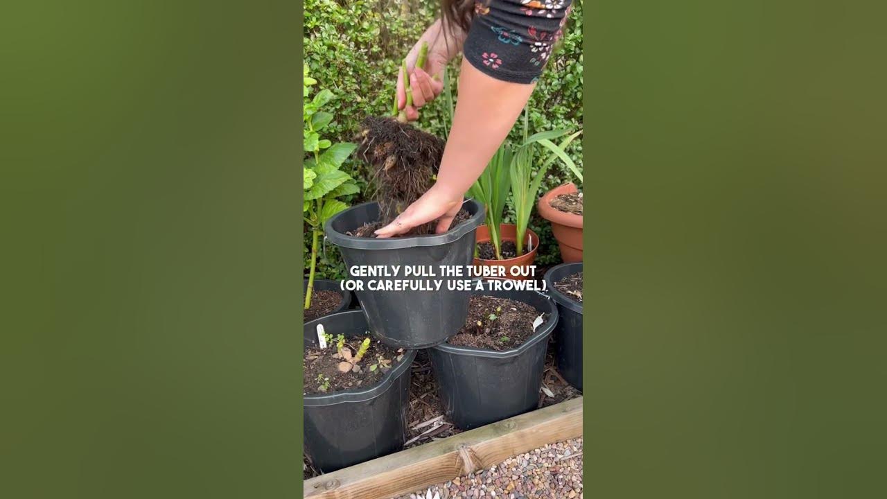 how-to-lift-and-store-dahlia-tubers-diary-of-a-yorkshire-gardener