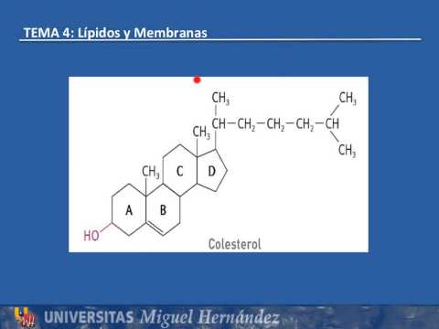 Tema 4.3 Estructura, composición y propiedades de los esteroides (UMH1003 2015-16)