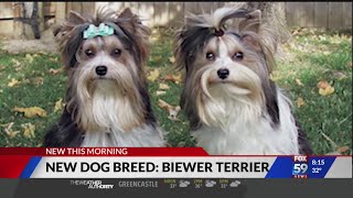 AKC welcomes new dog breed screenshot 2