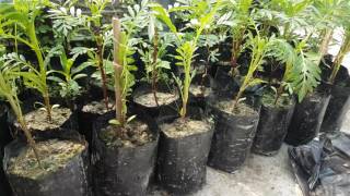 Marigold  cutting and planting