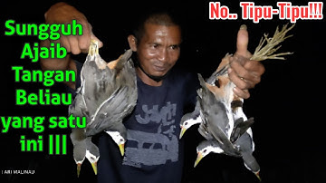 CARA MENANGKAP BURUNG RUAK-RUAK MENGGUNAKAN TANGAN KOSONG TANPA JERAT MAUPUN SENAPAN ANGIN.