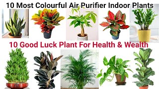 10 Air Purifying Indoor Plants for Styling Your Home |शुभ फल और दौलत देने वाले 10 इंडोर पौधे