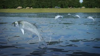 Silver carp linked to decline of native fish in the Mississippi River: Study