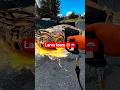 magic car wash larva foam #asmr #automobile #satisfying #shorts