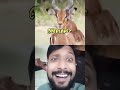 পৃথিবীতে ১টা মাত্র টাইগার সেটা আবার আফ্রিকাতে #africa #tiger #funny #tigertiger #titmouse #beastbdtv