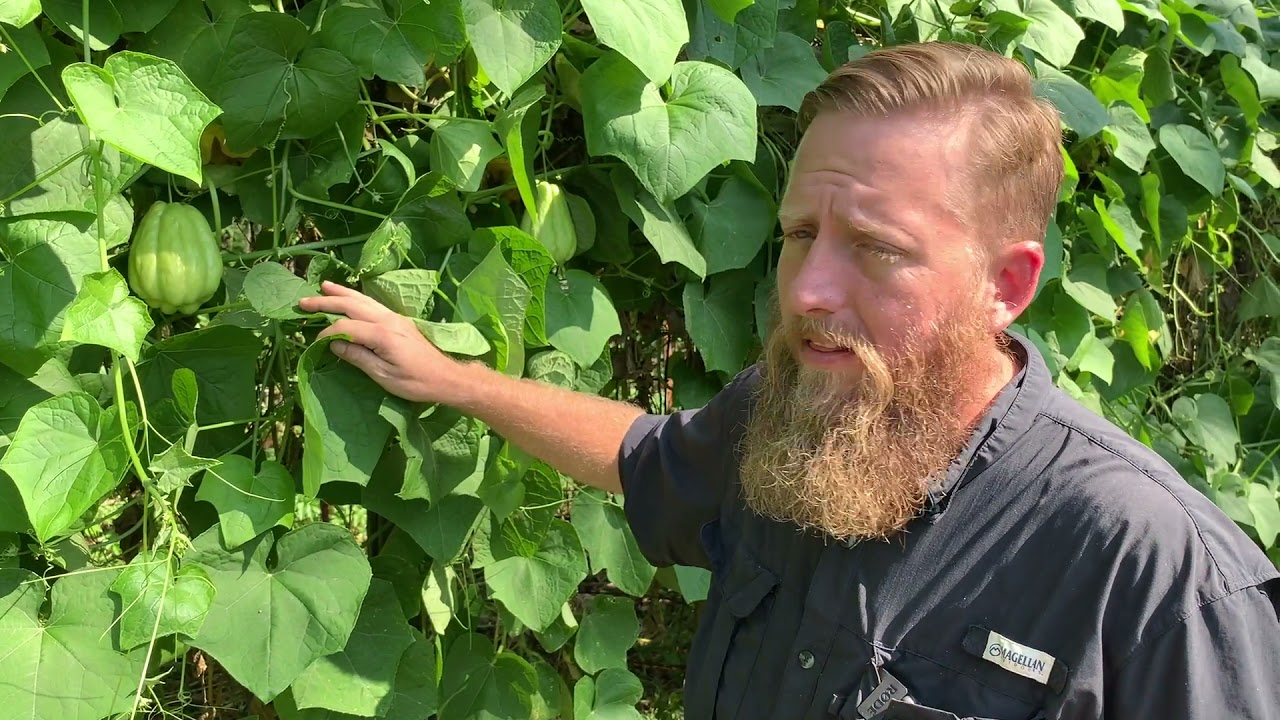 Growing Mirlitons in Louisiana - YouTube