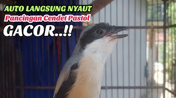 Pancingan Cendet Pilis Pastol Di Pagi Hari Naikan Emosi Cendet Jenis Apapun Agar Ikutan Bunyi