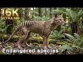 [16K] 태즈메이니아주머니늑대! 1936년 멸종 Thylacinus cynocephalus