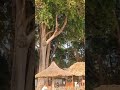 Andaman jan2026||scenery||natural#andaman #beach #tourism #trending #travel#viral#shorts
