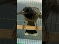استعراض بلبل كشميري البحريني استعراض بلبل كشميري البحريني