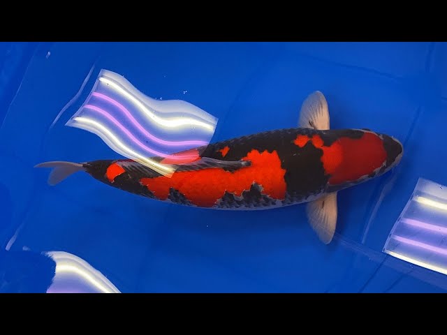 All Japan Koi Show 2020! *THE BEST KOI ON THE PLANET!!!*