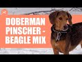 Beagleman doberman pinscherbeagle mix complete guide