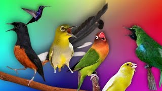 SUARA PIKAT SEMUA JENIS BURUNG RIBUT ~ 100% AMPUH || SUARA JERNIH DAN KUAT ANTI ZONK