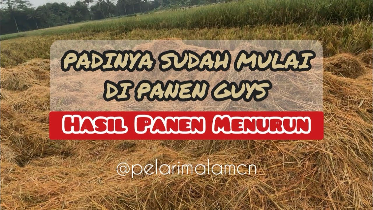 PANEN PADI, Hasil panen menurun guys #rural #nature #panenpadi #sawah #ricefield #holtikultura 