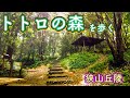 トトロの森を歩く① 狭山丘陵　西武球場前駅からクロスケの家 Walking through the Sayama Hills Totoro Forest①