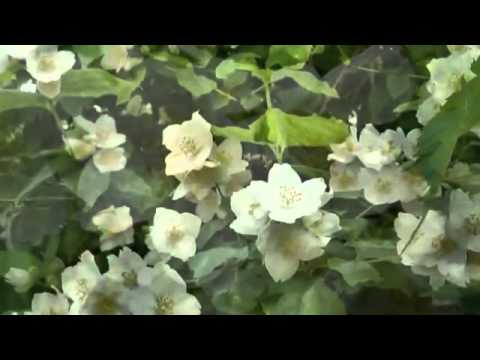 pachnacy jasmin♥♥♥♫ ♫ ♫ dla was kochani pachnie majem - YouTube