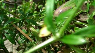 new HD1010 test @ 720p