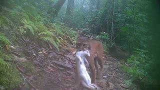 Bobcats stalking prey behind our home in Hendersonville, NC.