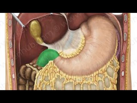 Video: ¿Dónde se encuentra el duodeno en el cuerpo?