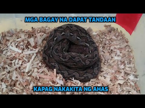 Video: Paano Gumawa Ng Bola Mula Sa Isang Ahas