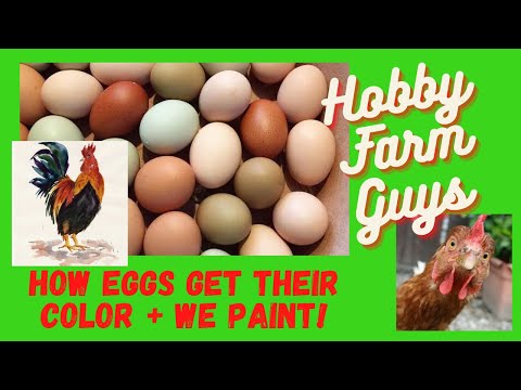 Colored Eggs & The Chicken Breeds That Lay Them - AND WE PAINT!