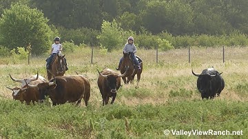 Teles Sumpin - kids gathering and working cows! - ValleyViewRanch.net