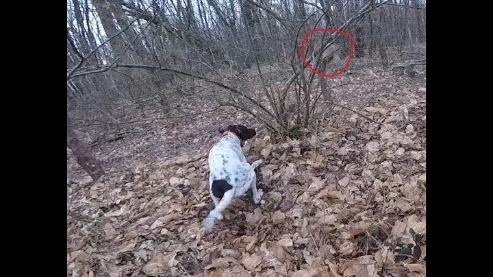 Chasse aux Faisans, Pointer, Souvenir d'Enfance.!!