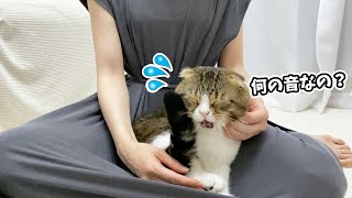 🐈台風が不安で鳴き止まないパパ猫…